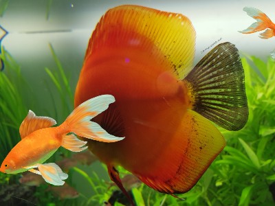 Photo poisson rouge avec un autre