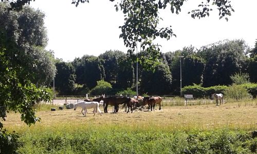 pleins de chevaux