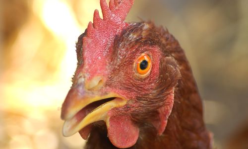 Photo de poule avec oeil