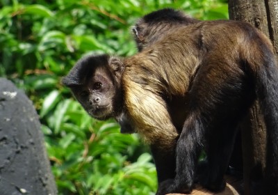 image animal guenon du zoo