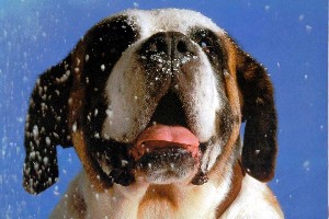 Un bouledogue avec ciel bleu