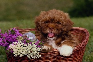 un chien qui rigole dans un panier