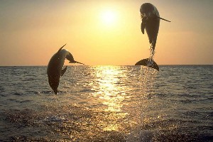 photo dolphin sur la plage