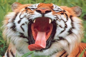 tete de tigre avec grande langue