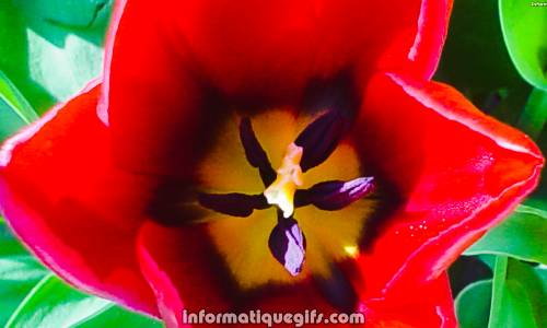 une tulipe vue du haut