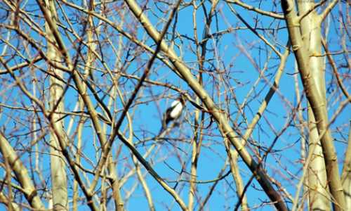 une branche arbre avec un oiseau