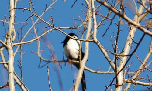 Photo bois avec oiseau