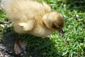 caneton dans herbe verte