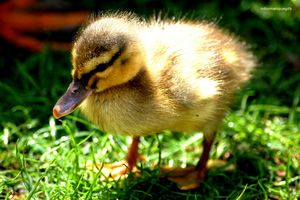 Le petit canard dans la nature