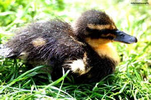 Jeune canard caneton dans la pelouse