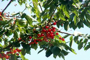 cerise sur arbre