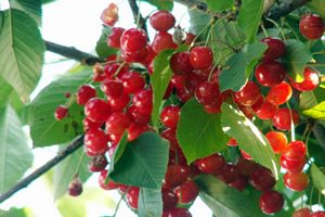 Les fruits sur un arbre