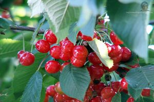 Pleins de fruits rouges