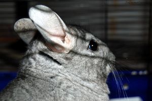 photo de chinchilla