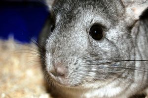 Image chinchilla dans sa cage