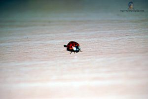 photo coccinelle sur le bureau