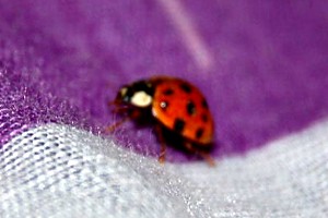 photo coccinellides