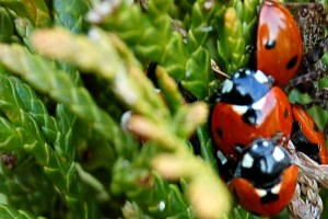 fond ecran insecte amoureux