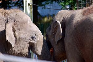 photo elephant avec trompe