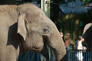 image animal du zoo avec des gens