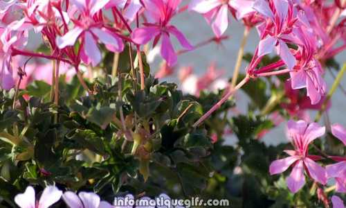 Un pot de fleurs avec des geranium