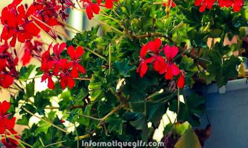 Un pot de geranium rouge