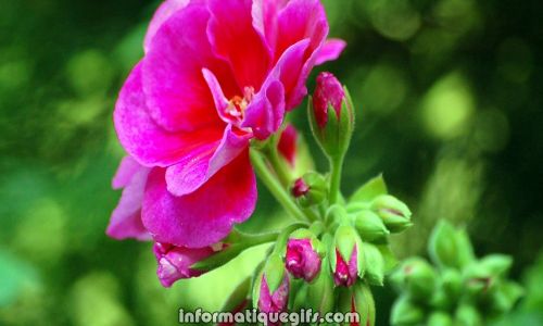 photo fleur rose qui pousse
