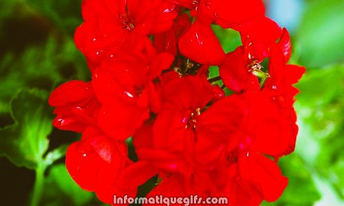 image vegetal vert et fleurs rouges