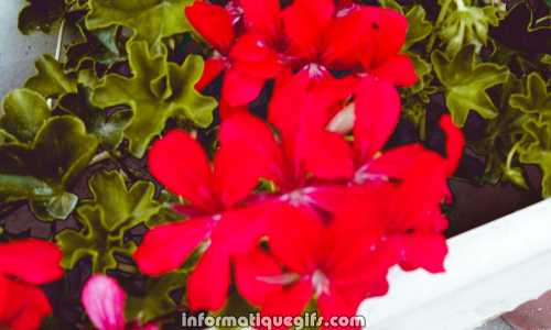 background geranium