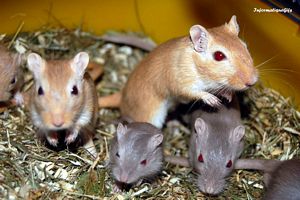 La petite souris et ses enfants