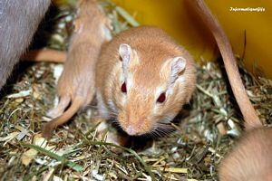 Photo hamster sans la cage