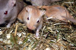 bebe hamster dans la paille