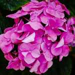 image hortensia fleur