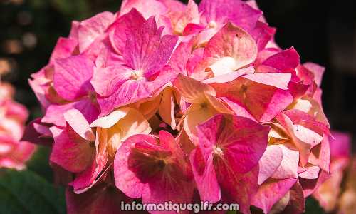 une jolie plante rose du jardin