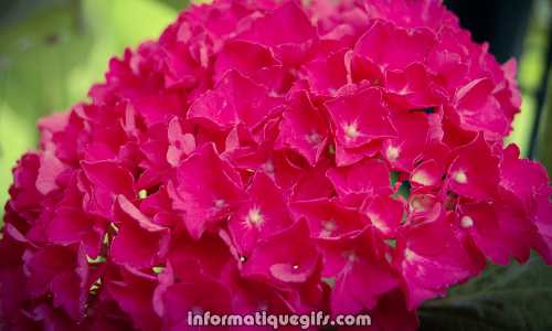 hydrangea fleur rouge