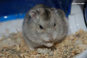 La souris grise avec oreille