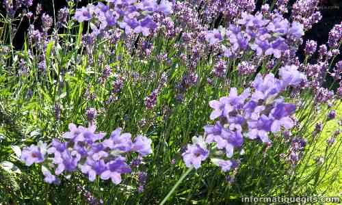 photo lavande du jardin