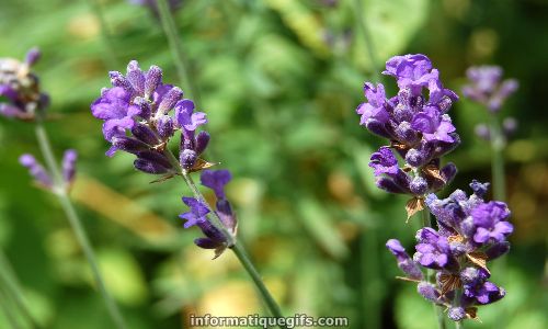 la fleur dans le jardin