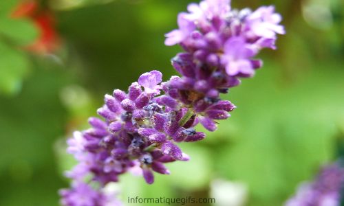 fleur Lavandula