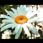 Leucanthemum vulgare