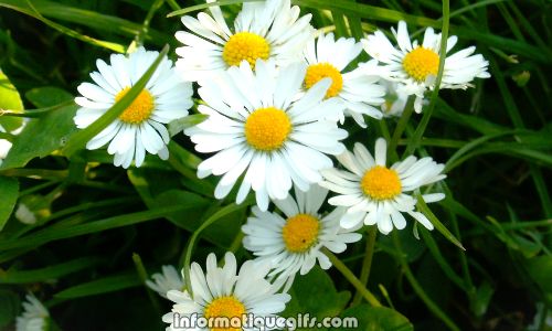 image daisy