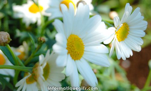 Bouquet de jolies fleurs