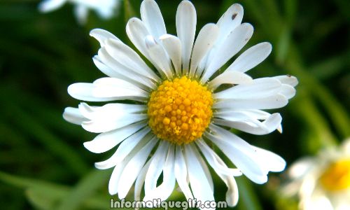 Une fleur qui pousse dans le jardin