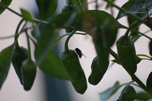 photo insecte volant sur un poivron