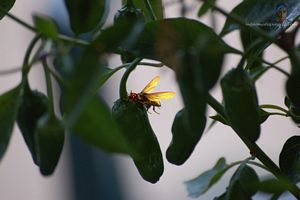 Insecte sur un arbre