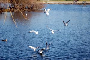 photo oiseau qui vole