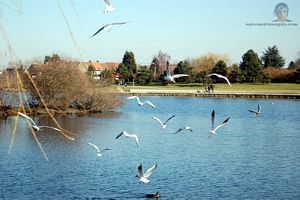 photo Seagull