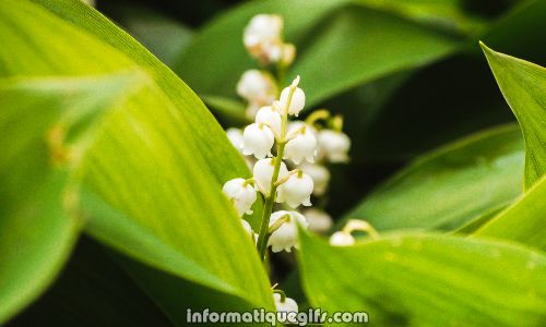 Convallaria majalis