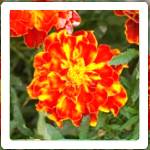 image french marigold