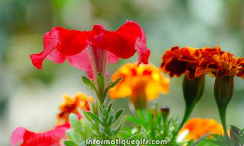 image fleur orange du jardin